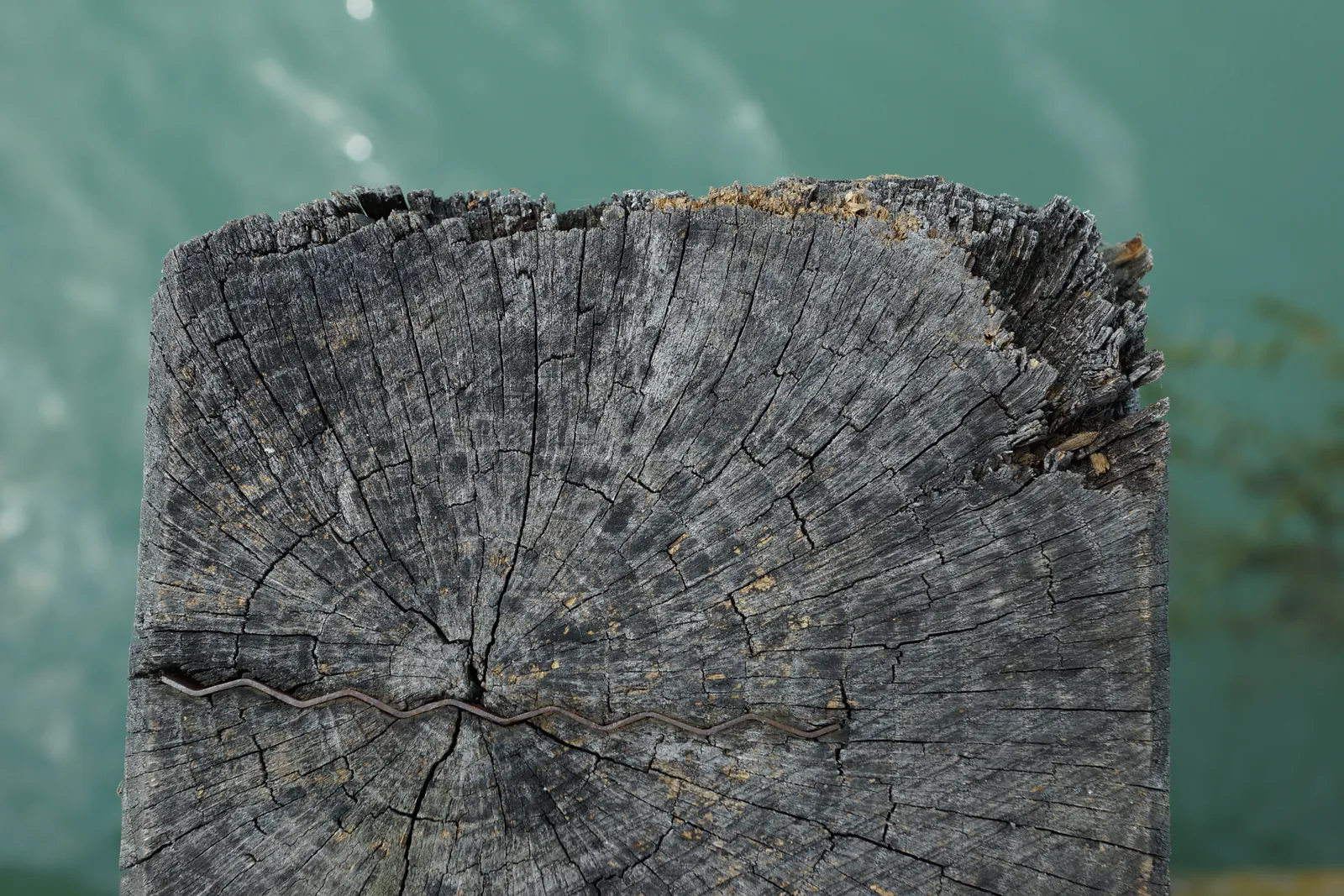 Close-up of the cracked cross-section of an old weathered timber mooring pile, with the lake water behind